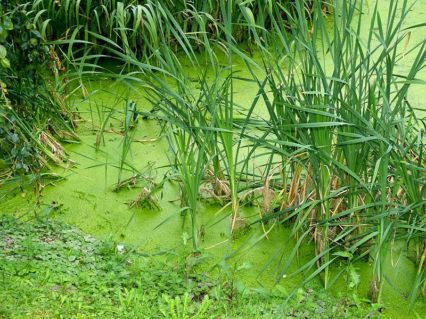 Biotop Freital Schlossgarten P1240051