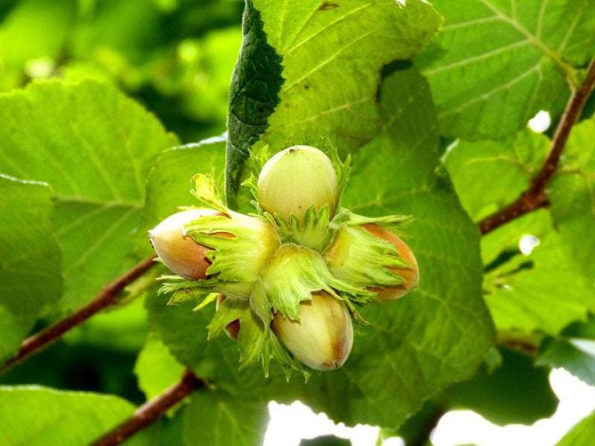 4 Haselnüssen aus Freital Burgk P1240056