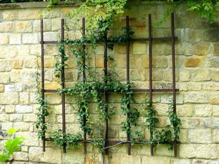 Spalier Schlossgraben Freital P1240061