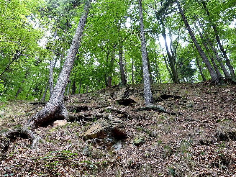 Bilder aus dem Tharandter Wald