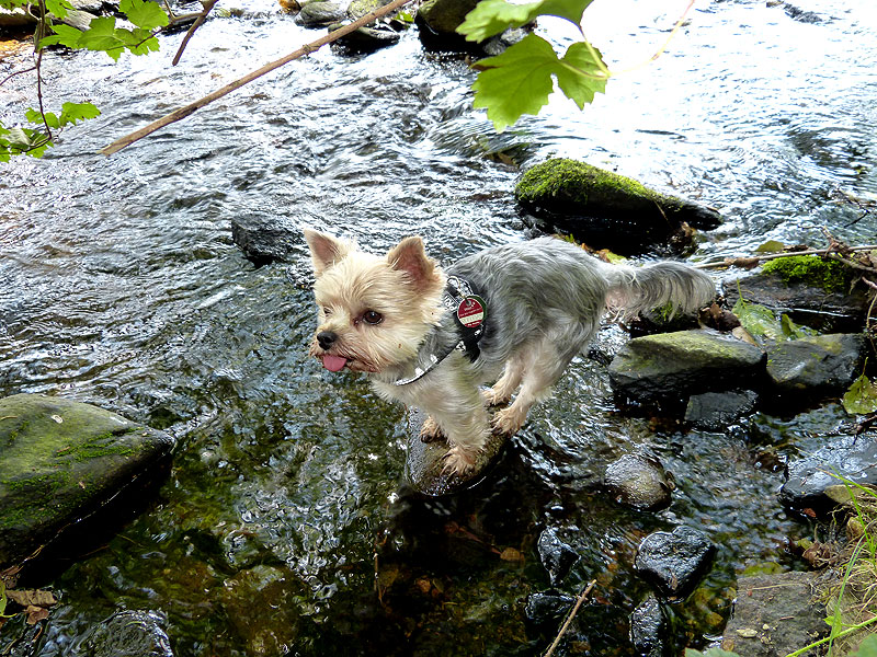 Bilder aus dem Tharandter Wald – Bild 8