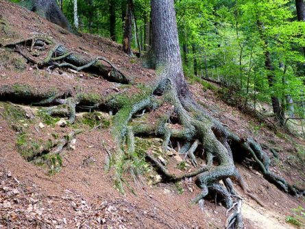 ausflug tharander wald1