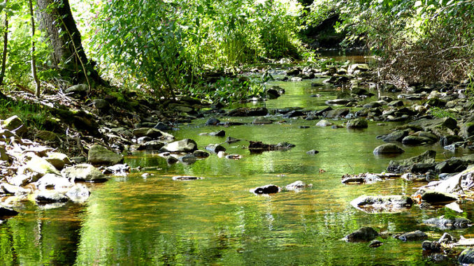 Wunderschöne Natur im Tharandter Wald Ausflugsziel Tharandter Wald