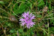 Blumen freital wurgwitz bild 41