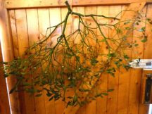 Mistelzweig an der Tür aber keiner hat sich geküsst :-) weihnachtsmarkt scheune wurgwitz freital P1190127