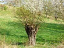 naturdenkmal freital bild 1