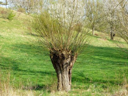 naturdenkmal freital bild 1