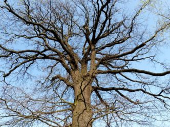 Alte Bäume unter Naturschutz naturdenkmal freital bild 3