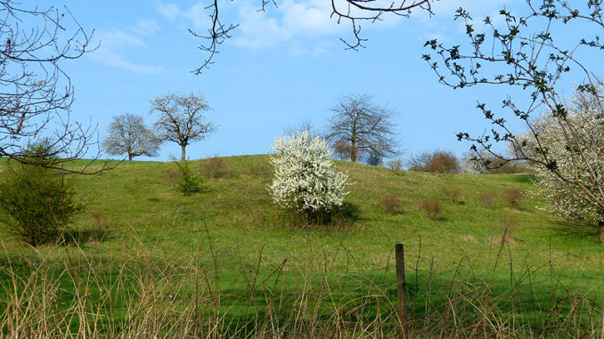 Naturdenkmal Freital