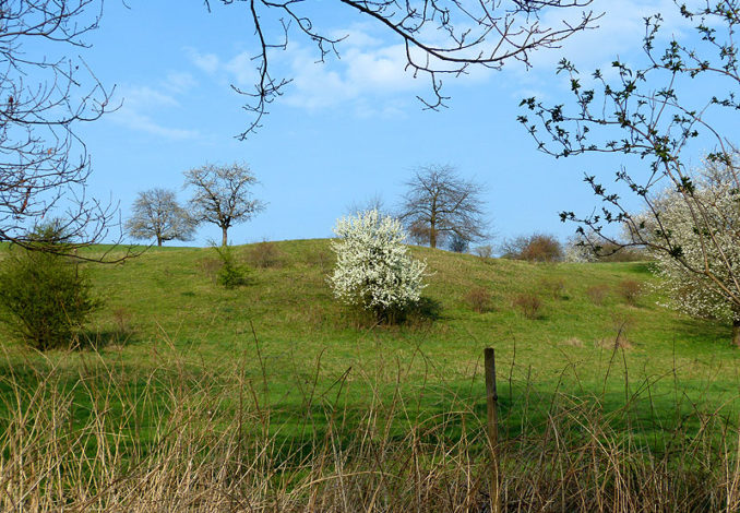 Naturdenkmal Freital