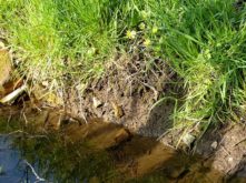 Natur naturdenkmal freital bild 5