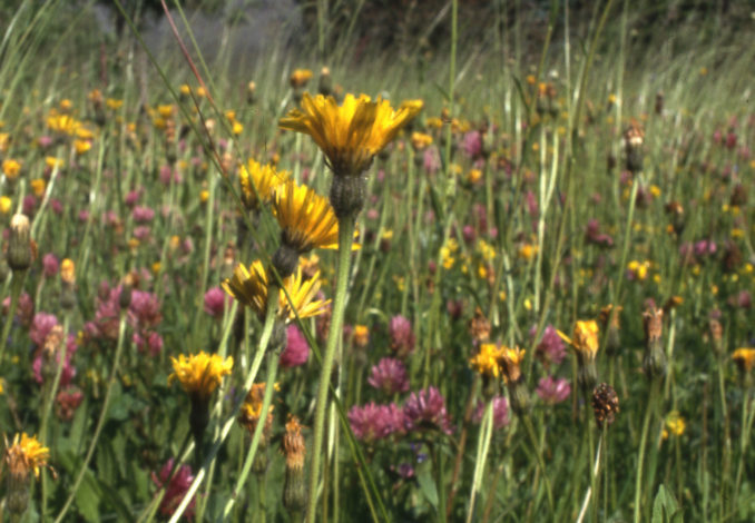 Zierrasen oder Blumenwiese?