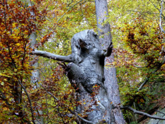 Alter Baum im Rabenauer Grund