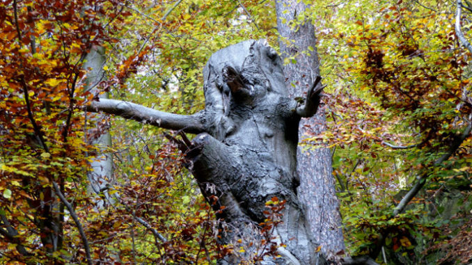 Alter Baum im Rabenauer Grund