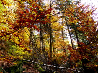 Natuerlicher Wald Rabenauer Grund