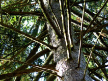 beeindruckender Baum