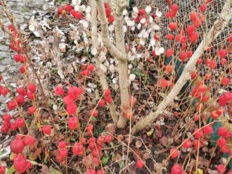 Freital-Kleinnauendorf-Bild-13 Freital Kleinnauendorf Bild 13