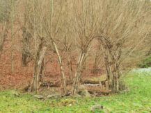 Freital Kleinnauendorf Bild 5